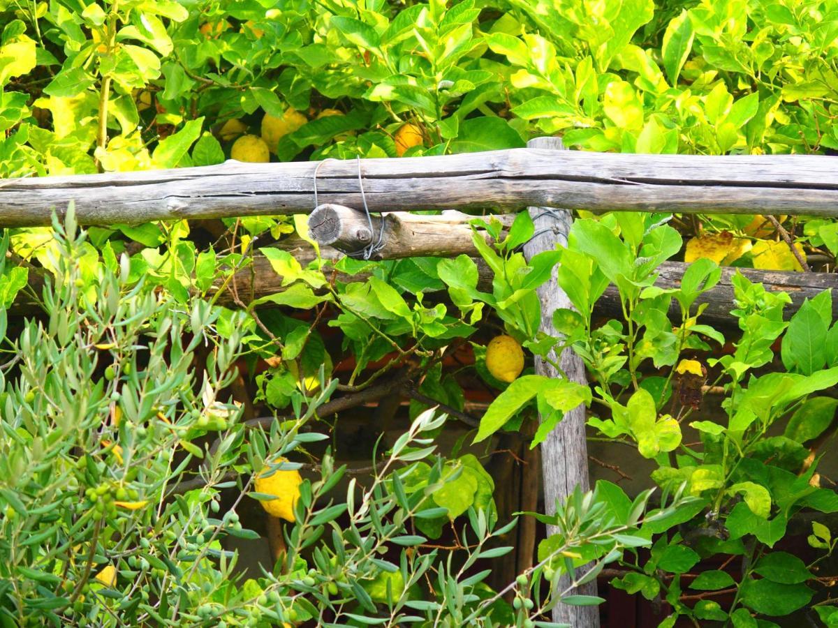 Ferienwohnung Giardino Sul Mare Amalfi Exterior foto